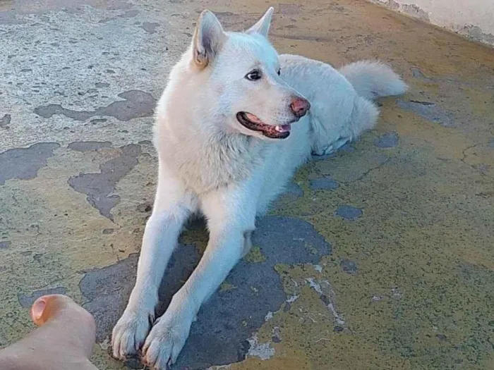 Cachorro raça AKITA idade 6 ou mais anos nome ROMEU