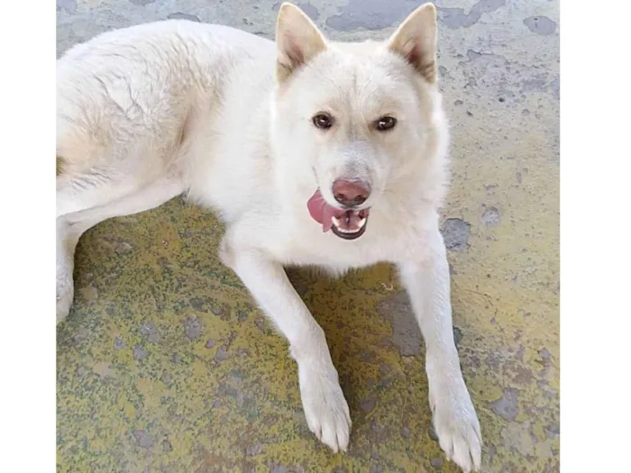 Cachorro raça AKITA idade 6 ou mais anos nome ROMEU