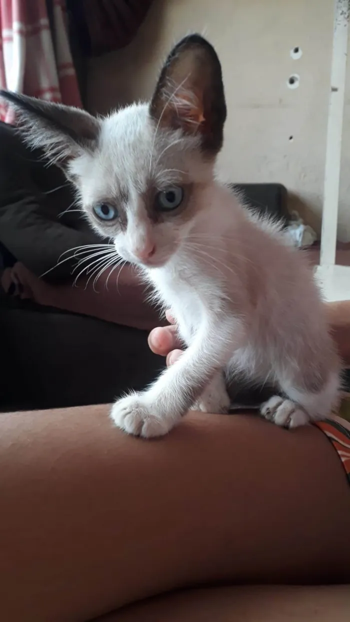 Gato ra a Siamesa idade 2 a 6 meses nome Luna