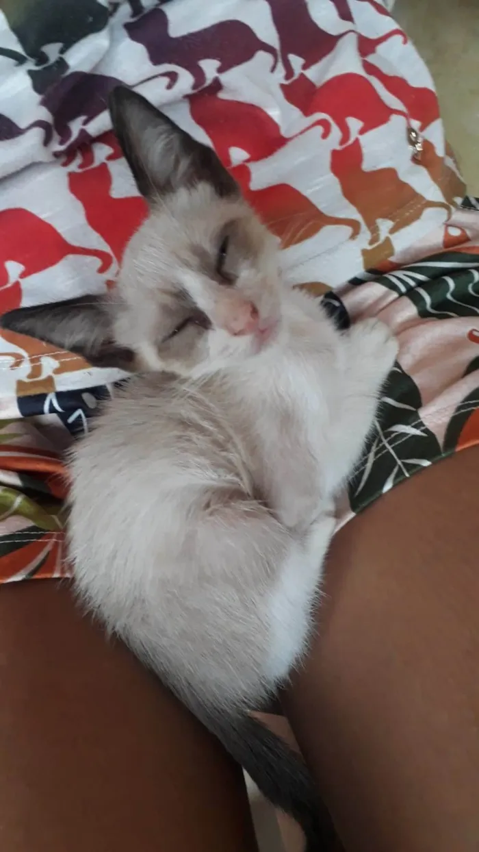 Gato ra a Siamesa idade 2 a 6 meses nome Luna