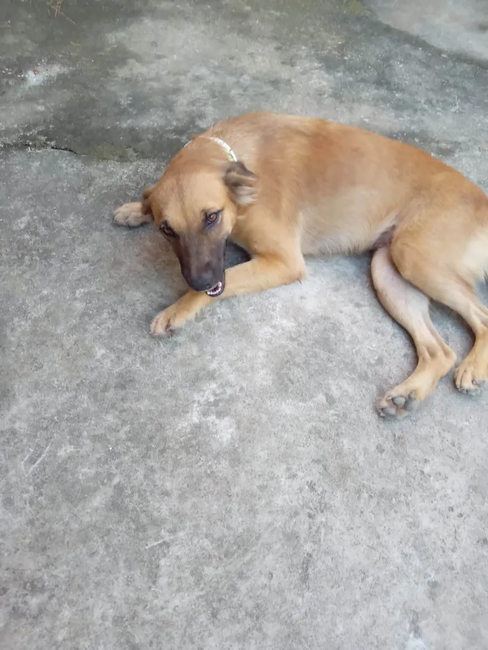 Cachorro ra a SRD-ViraLata idade 1 ano nome Lessy