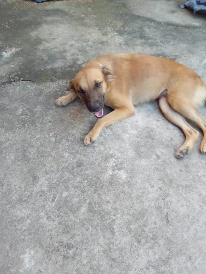 Cachorro ra a SRD-ViraLata idade 1 ano nome Lessy