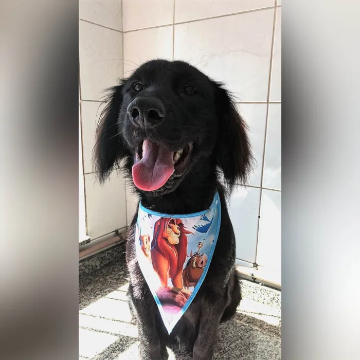 Cachorro ra a SRD-ViraLata idade 1 ano nome Felipe