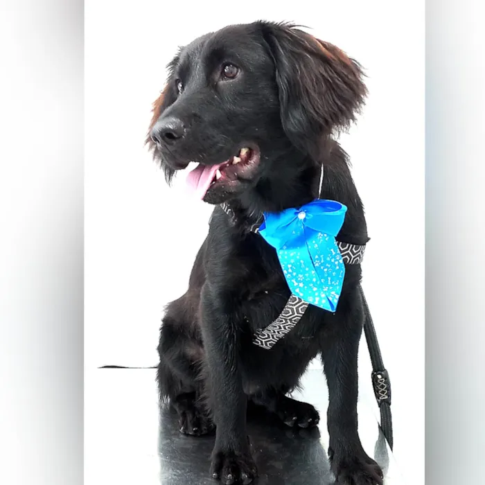 Cachorro ra a SRD-ViraLata idade 1 ano nome Felipe