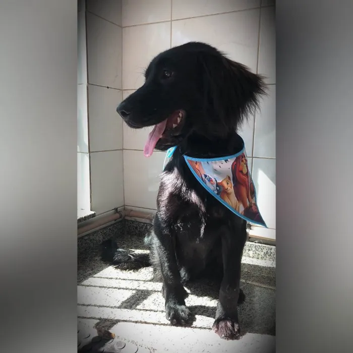 Cachorro ra a SRD-ViraLata idade 1 ano nome Felipe