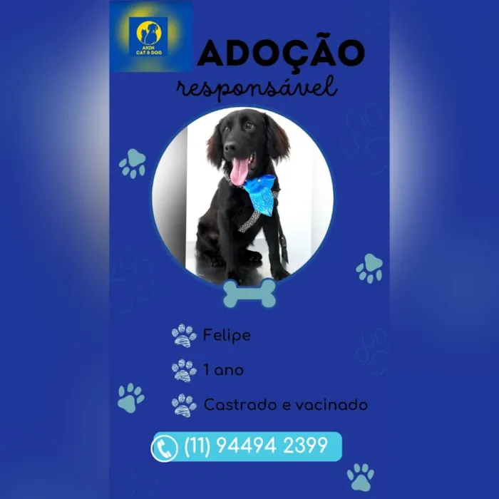 Cachorro ra a SRD-ViraLata idade 1 ano nome Felipe