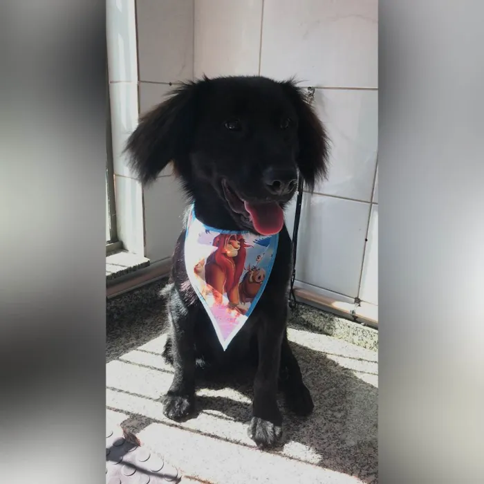 Cachorro ra a SRD-ViraLata idade 1 ano nome Felipe