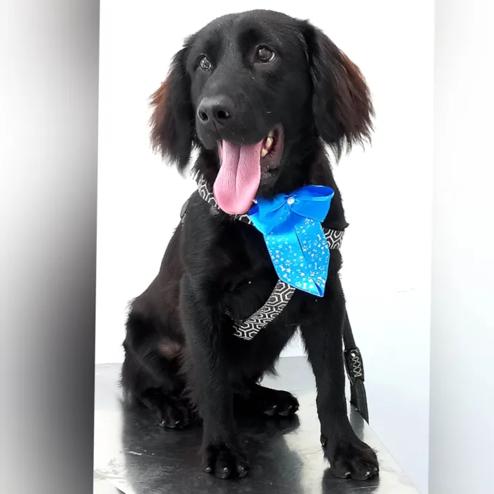 Cachorro ra a SRD-ViraLata idade 1 ano nome Felipe