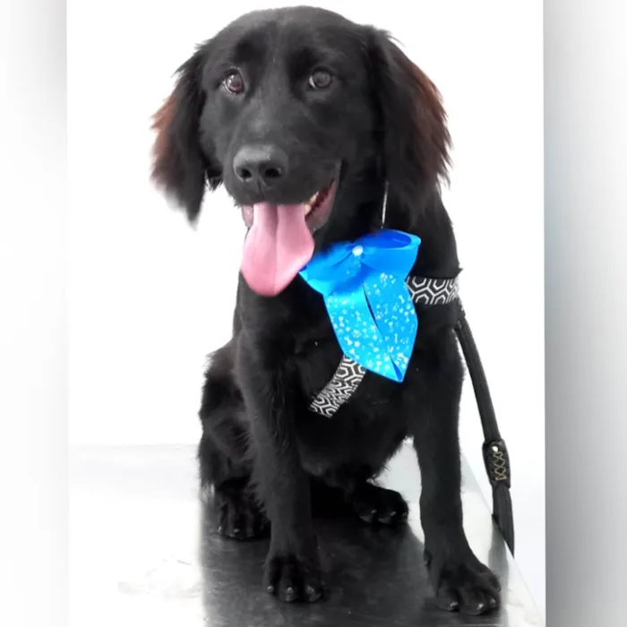Cachorro ra a SRD-ViraLata idade 1 ano nome Felipe
