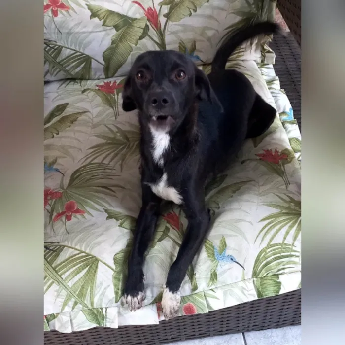 Cachorro ra a SRD-ViraLata idade 7 a 11 meses nome Sloan