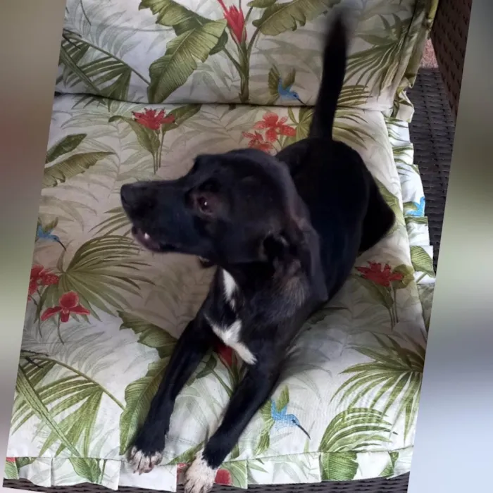 Cachorro ra a SRD-ViraLata idade 7 a 11 meses nome Sloan