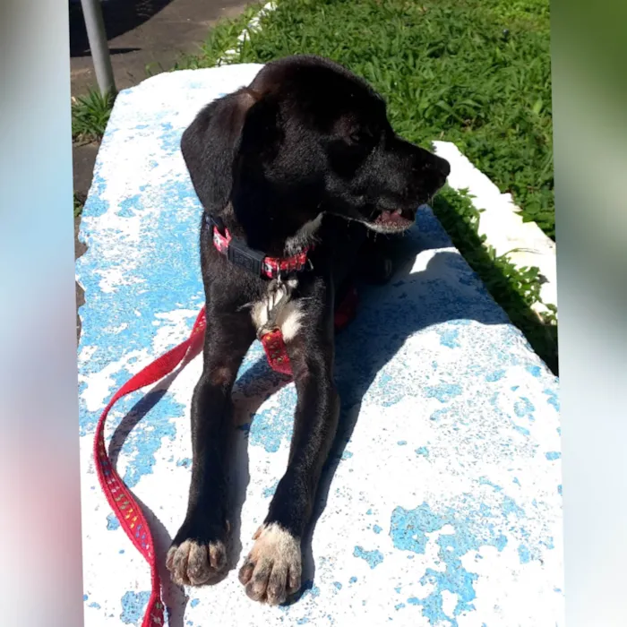 Cachorro ra a SRD-ViraLata idade 7 a 11 meses nome Sloan