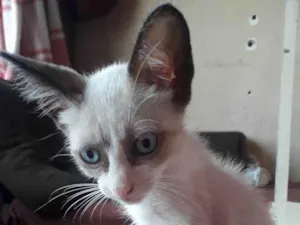 Gato raça Siamesa idade 2 a 6 meses nome Luna