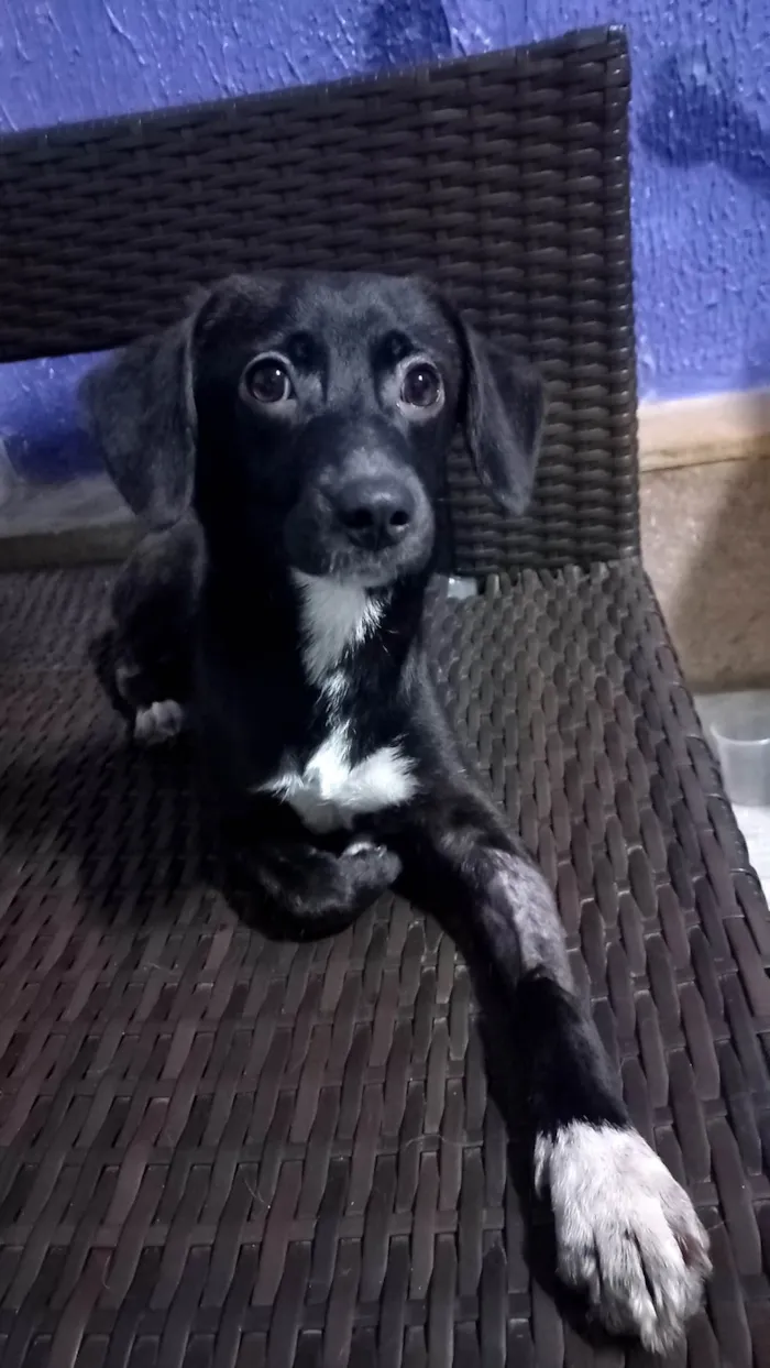 Cachorro ra a SRD-ViraLata idade 7 a 11 meses nome Sloan
