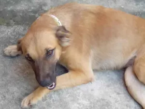 Cachorro raça SRD-ViraLata idade 1 ano nome Lessy