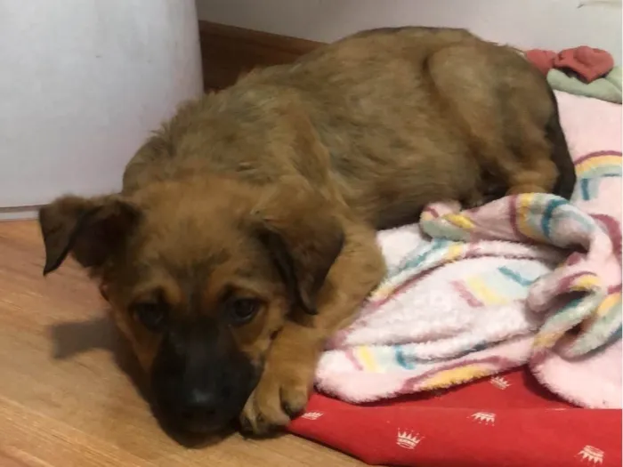 Cachorro raça SRD-ViraLata idade Abaixo de 2 meses nome Margarete 