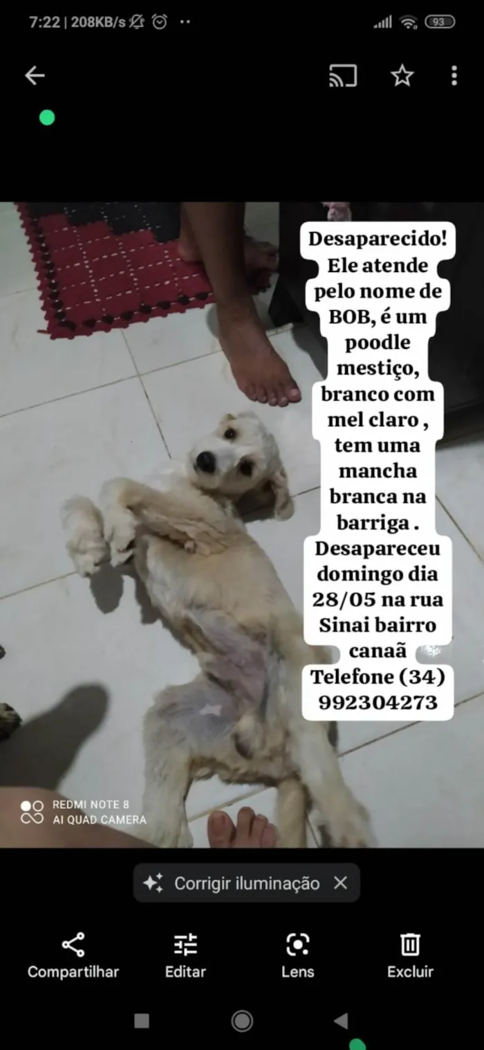 Cachorro ra a Poodle mestiço  idade 2 anos nome Bob