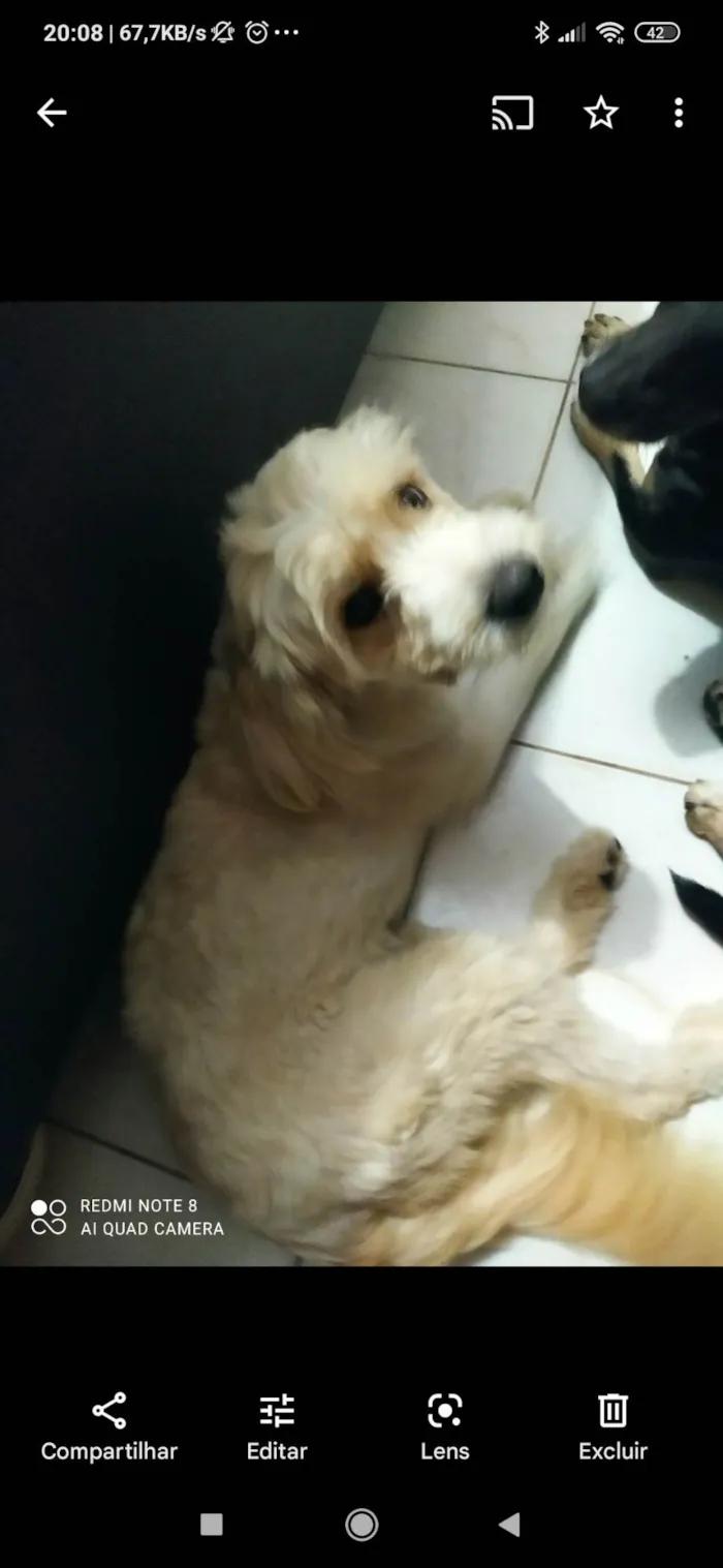 Cachorro ra a Poodle mestiço  idade 2 anos nome Bob