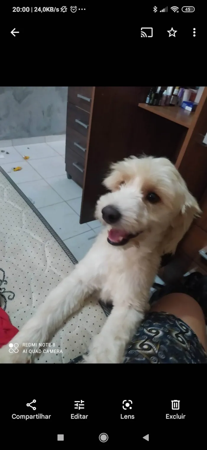 Cachorro ra a Poodle mestiço  idade 2 anos nome Bob