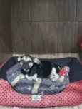 Pumba