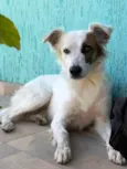 Coquinho 