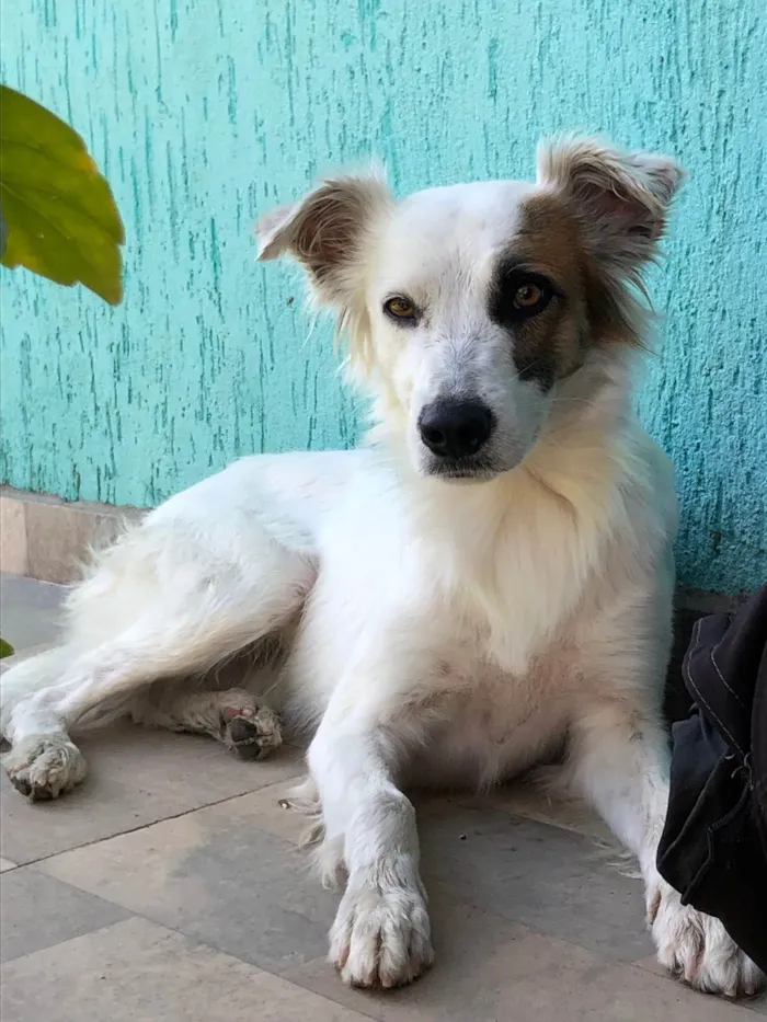 Cachorro raça Vira lata idade 7 a 11 meses nome Coquinho 