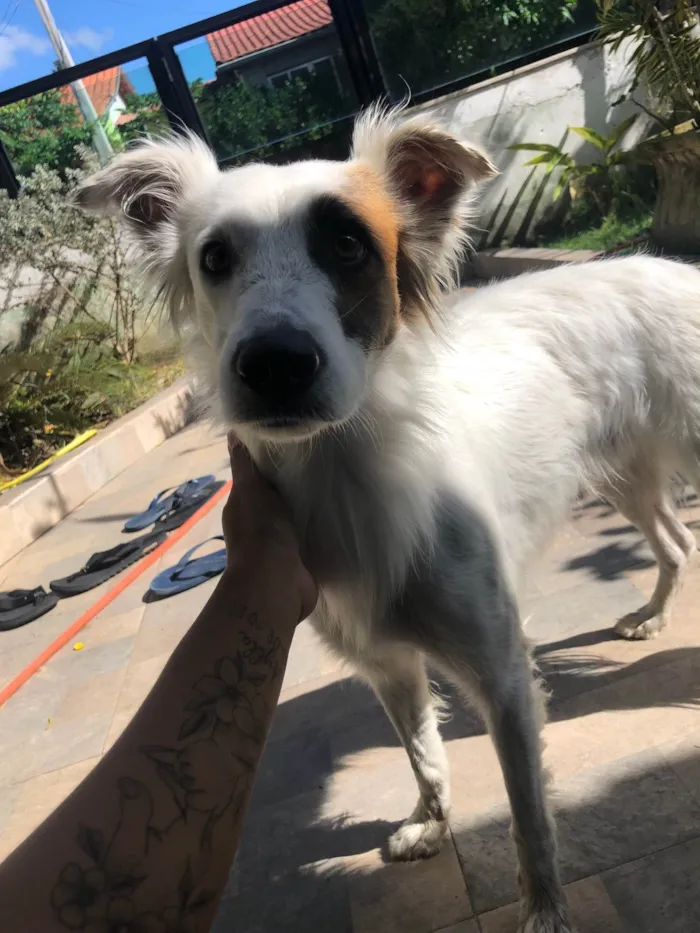 Cachorro raça Vira lata idade 7 a 11 meses nome Coquinho 