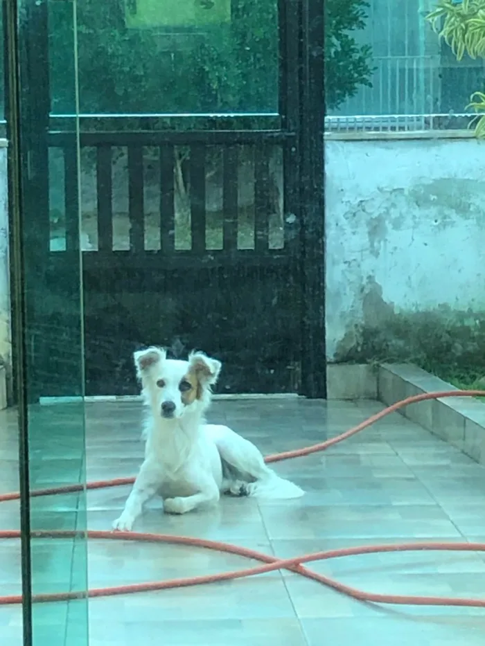 Cachorro raça Vira lata idade 7 a 11 meses nome Coquinho 