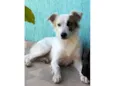 Coquinho 