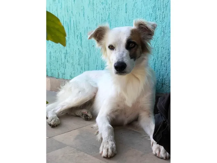 Cachorro raça Vira lata idade 7 a 11 meses nome Coquinho 