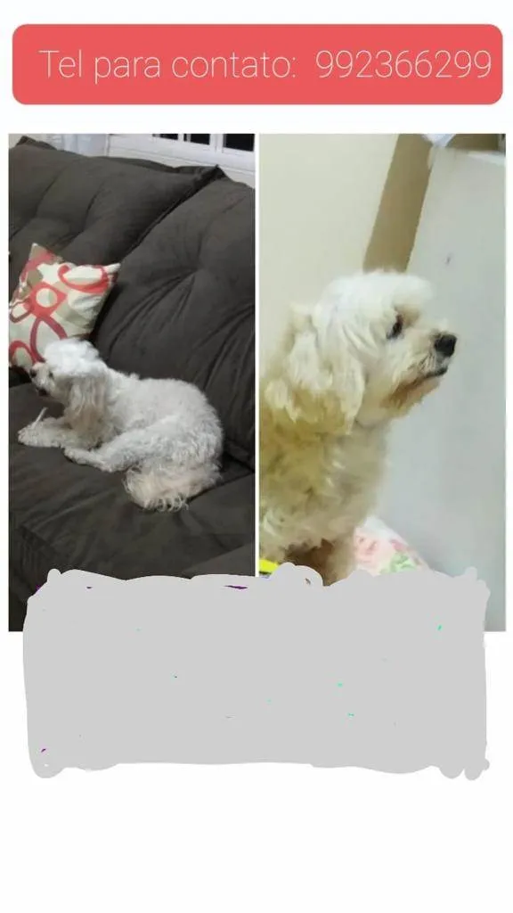 Cachorro ra a Lhasa idade 6 ou mais anos nome Luly 