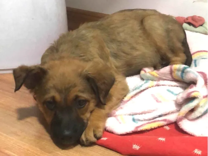 Cachorro raça SRD-ViraLata idade Abaixo de 2 meses nome Margarete 