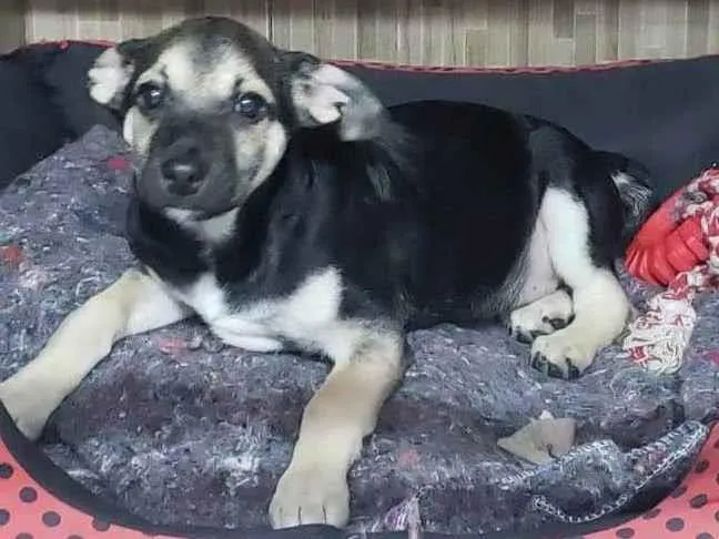 Cachorro ra a SRD-ViraLata idade 2 a 6 meses nome Pumba