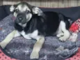 Pumba