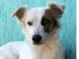 Coquinho 