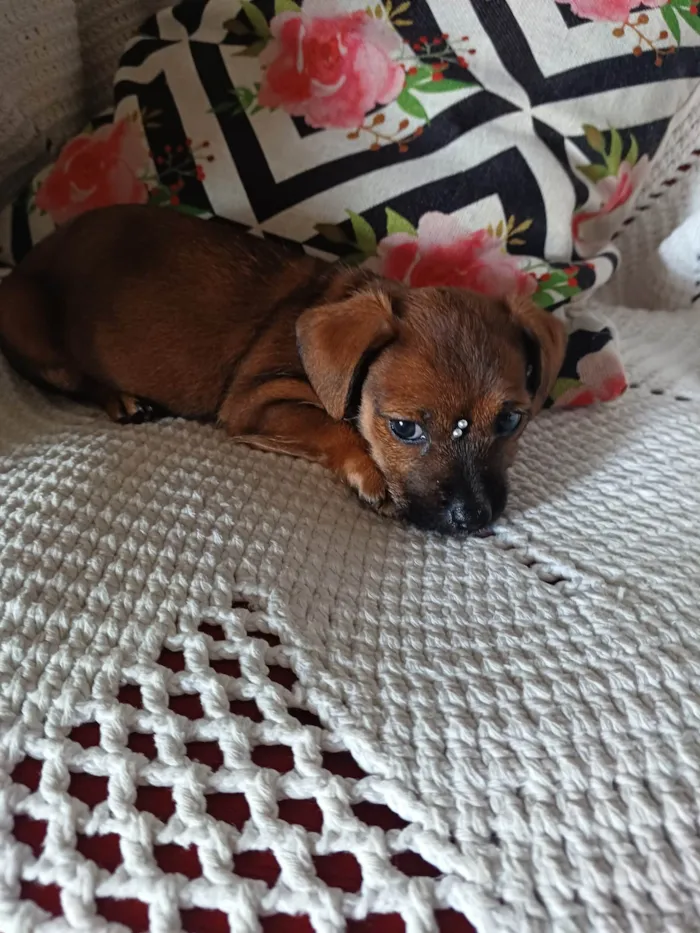 Cachorro ra a Yorkshire  idade Abaixo de 2 meses nome Mel