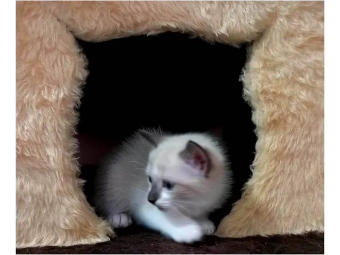Gato ra a  idade Abaixo de 2 meses nome Sem nome