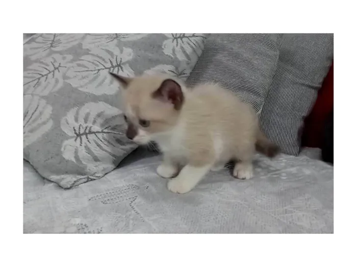 Gato ra a  idade Abaixo de 2 meses nome Sem nome