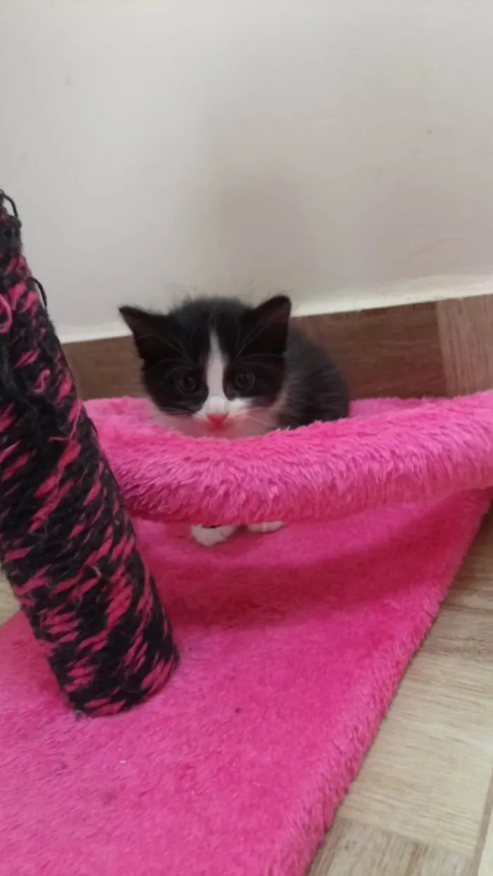 Gato ra a  idade Abaixo de 2 meses nome Sem nome