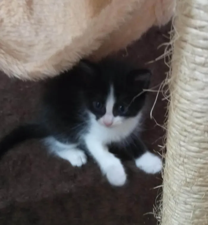Gato ra a  idade Abaixo de 2 meses nome Sem nome