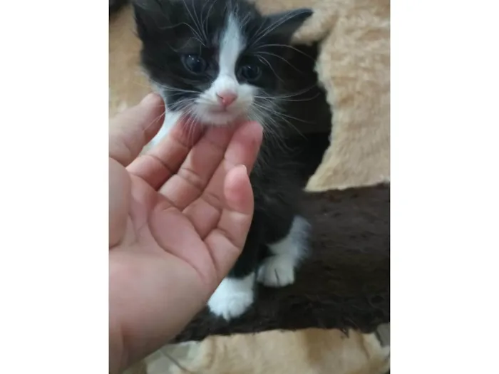 Gato ra a  idade Abaixo de 2 meses nome Sem nome