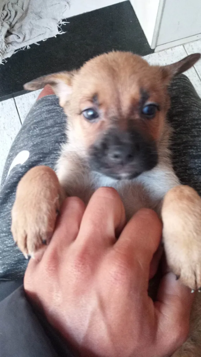 Cachorro ra a Pastor Alemão com vira lata  idade 2 a 6 meses nome Filhotes
