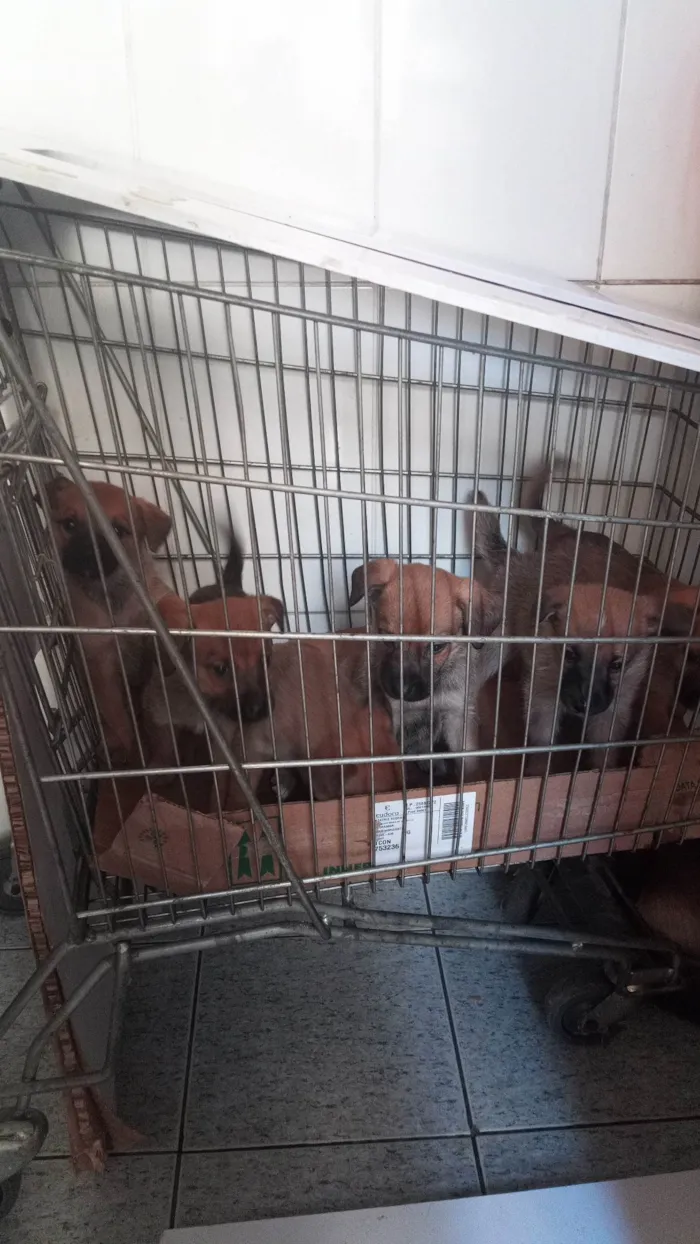 Cachorro ra a Pastor Alemão com vira lata  idade 2 a 6 meses nome Filhotes