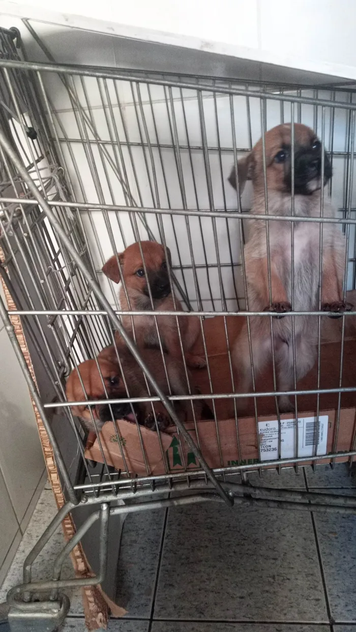 Cachorro ra a Pastor Alemão com vira lata  idade 2 a 6 meses nome Filhotes