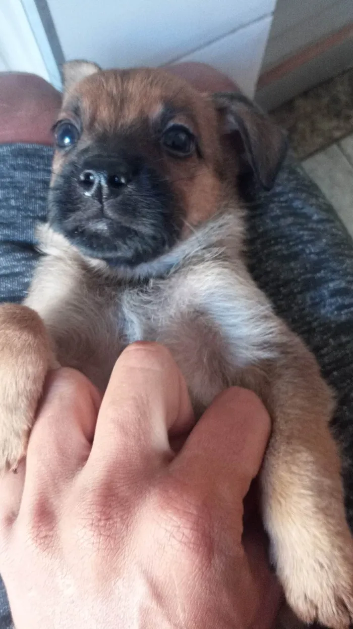 Cachorro ra a Pastor Alemão com vira lata  idade 2 a 6 meses nome Filhotes