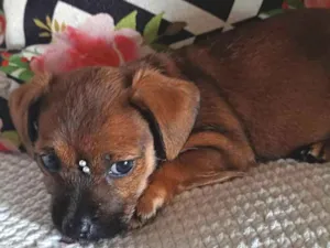 Cachorro raça Yorkshire  idade Abaixo de 2 meses nome Mel