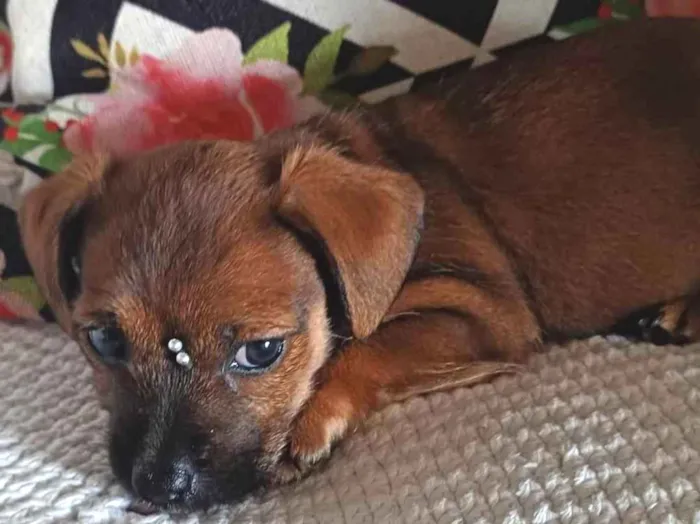 Cachorro ra a Yorkshire  idade Abaixo de 2 meses nome Mel