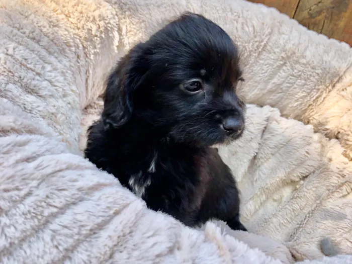 Cachorro raça SRD-ViraLata idade  nome Nana