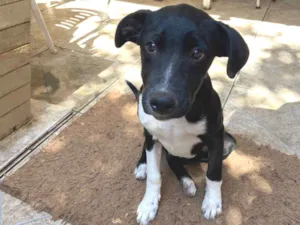 Cachorro raça SRD-ViraLata idade 7 a 11 meses nome Robby