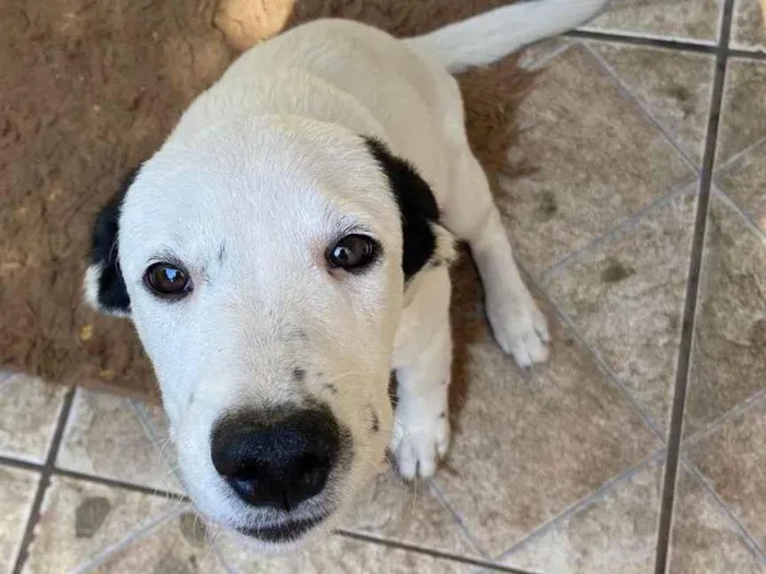 Cachorro ra a SRD-ViraLata idade 7 a 11 meses nome Biela